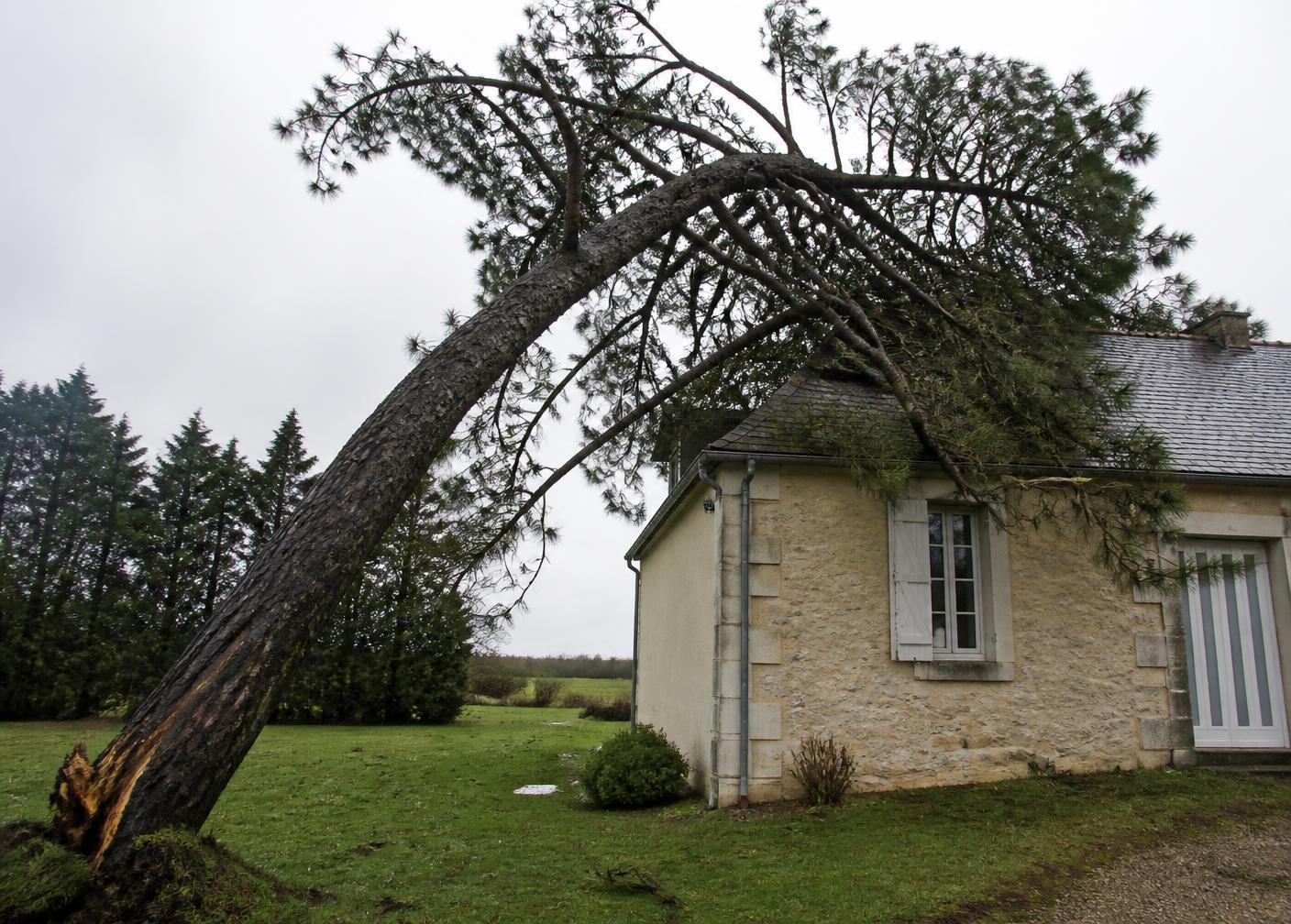 Arbre endommagé par une tempête, penché au-dessus d'une toiture